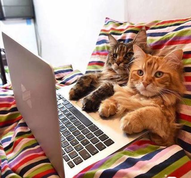They Love Computers (20 pics)