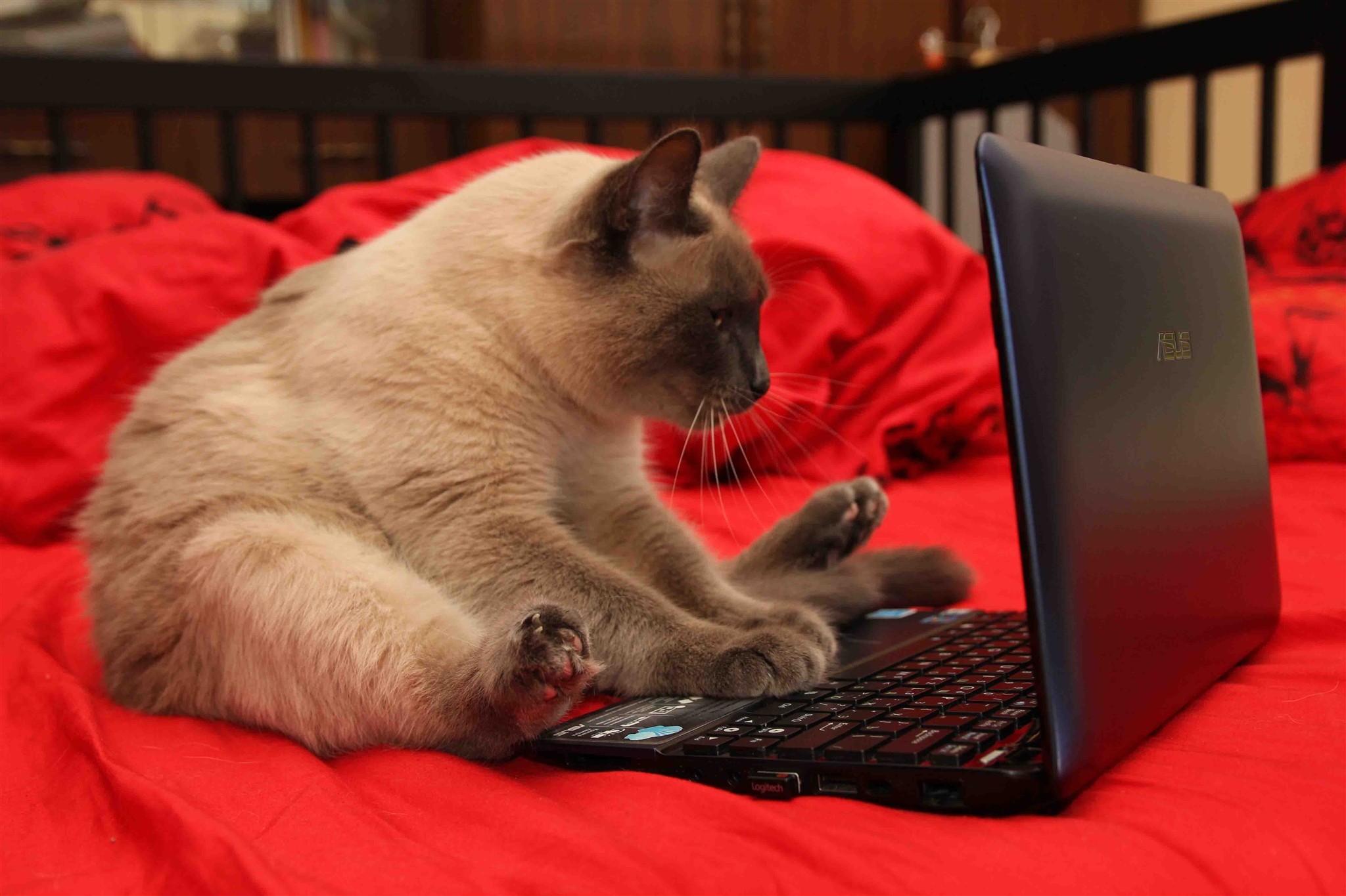 They Love Computers (20 pics)