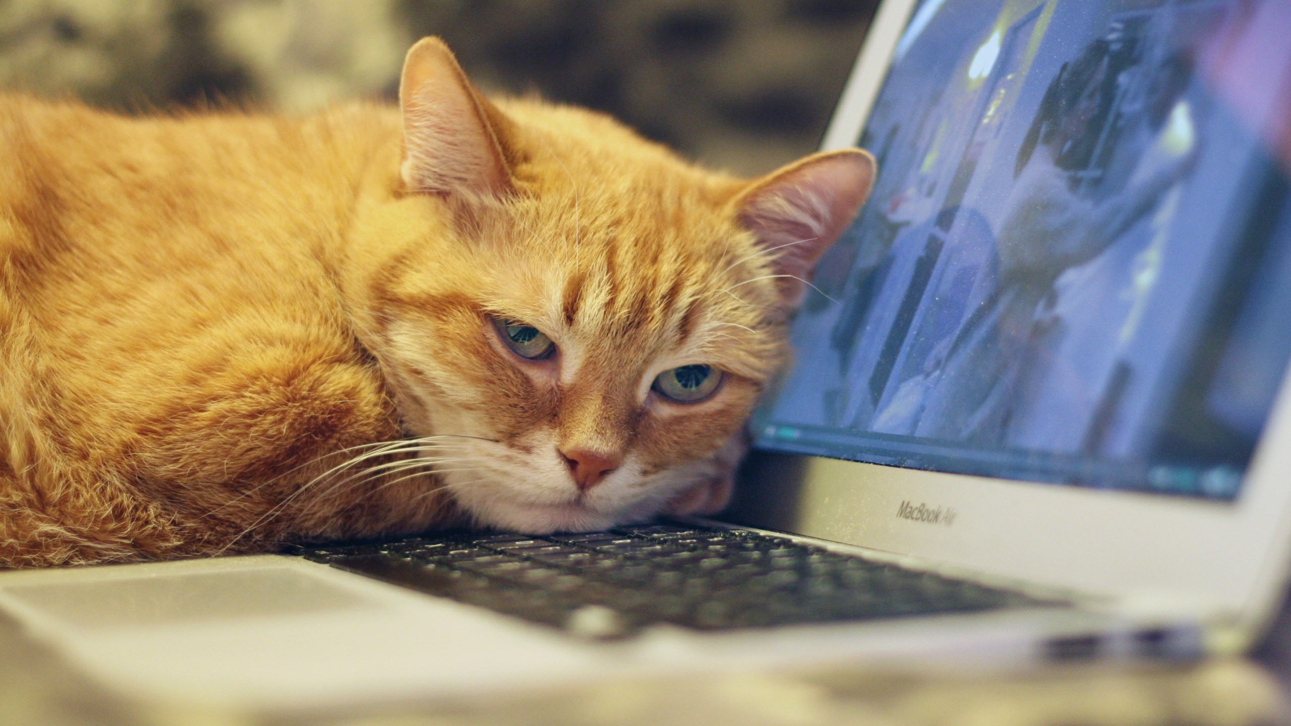 They Love Computers (20 pics)