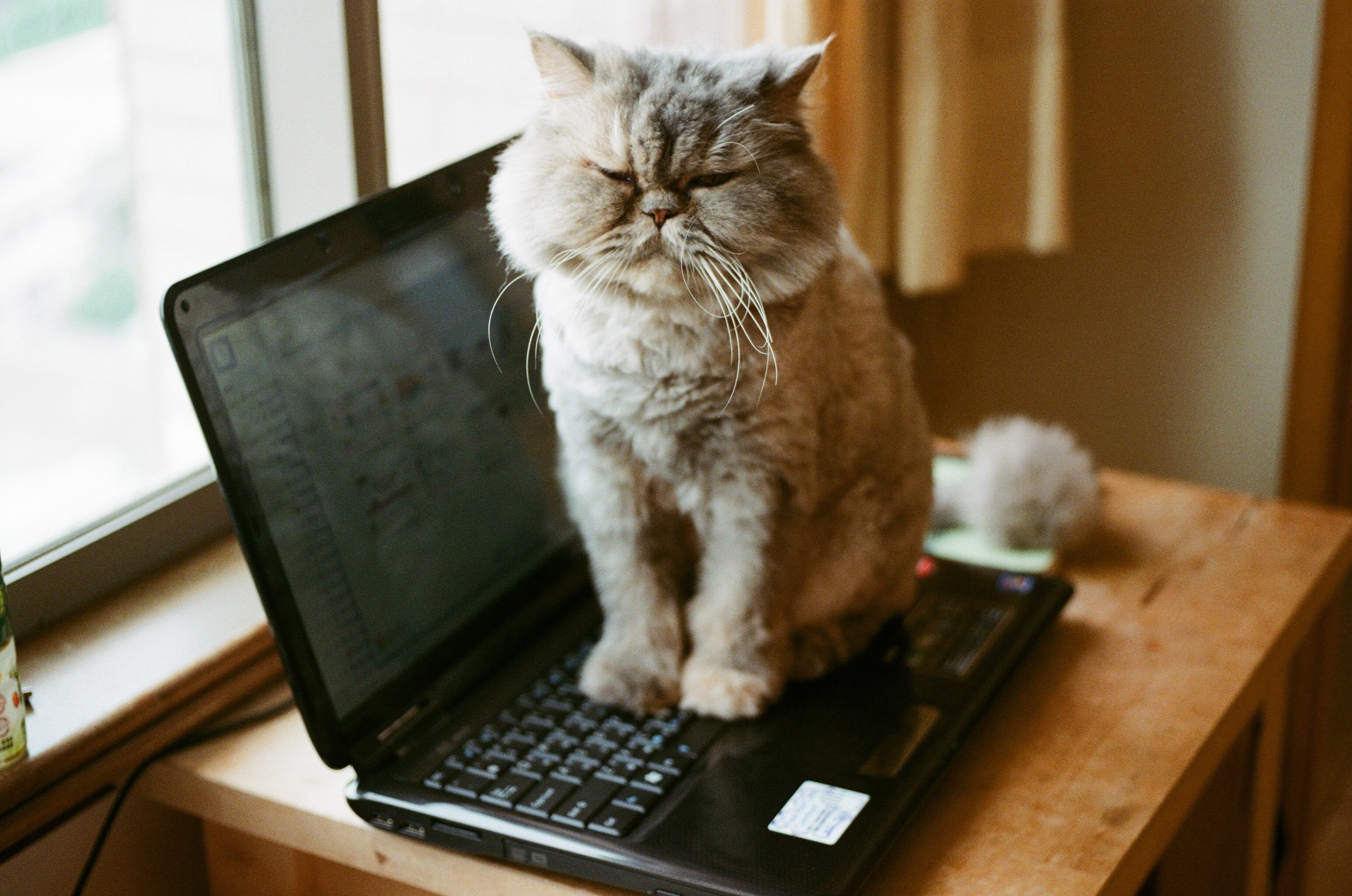 They Love Computers (20 pics)