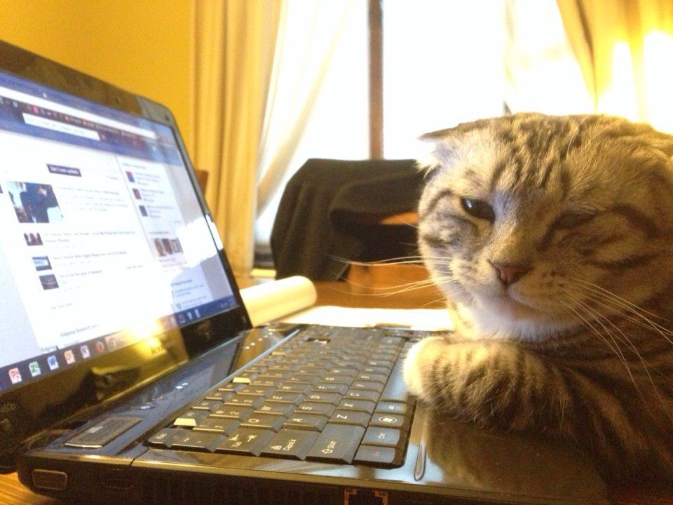 They Love Computers (20 pics)