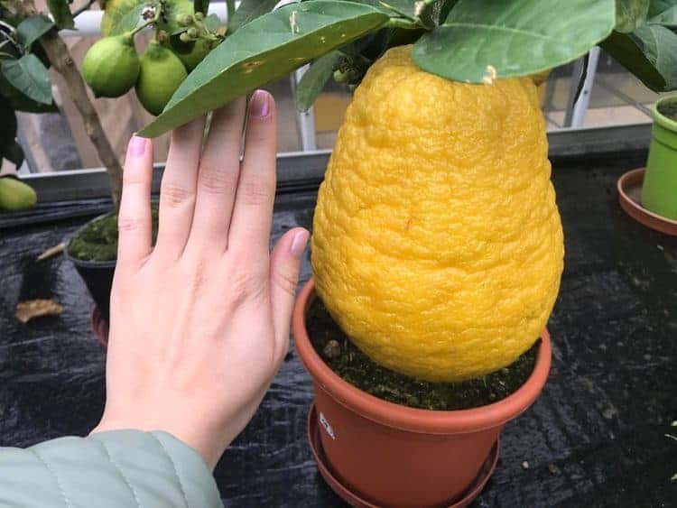 Giant Things (20 pics)