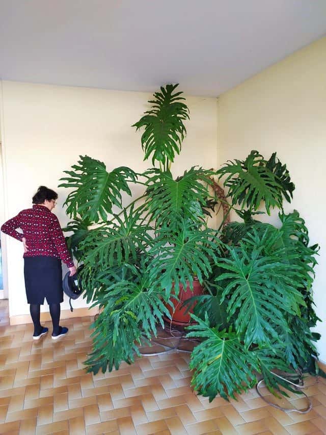 Giant Things (20 pics)