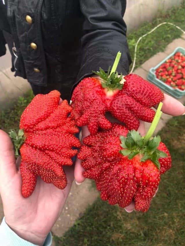 Giant Things (20 pics)