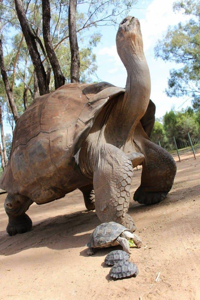 Giant Things (20 pics)