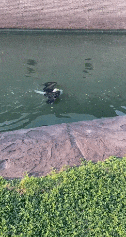 Acid GIFs, April 11 (25 gifs)