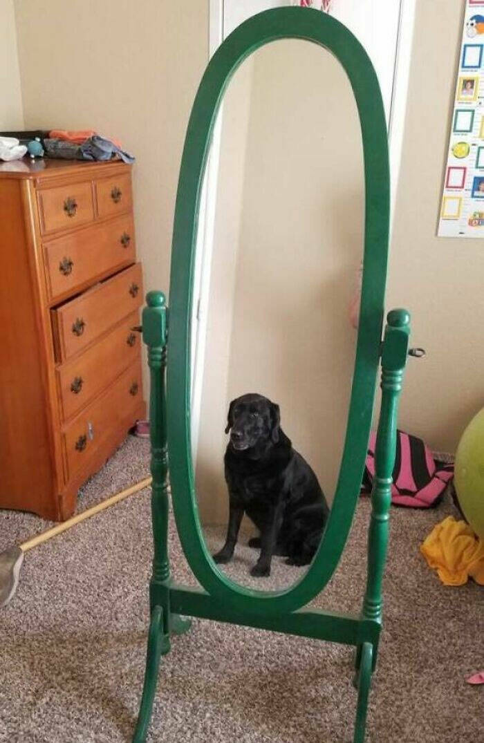 Funny Attempts To Sell A Mirror (20 pics)