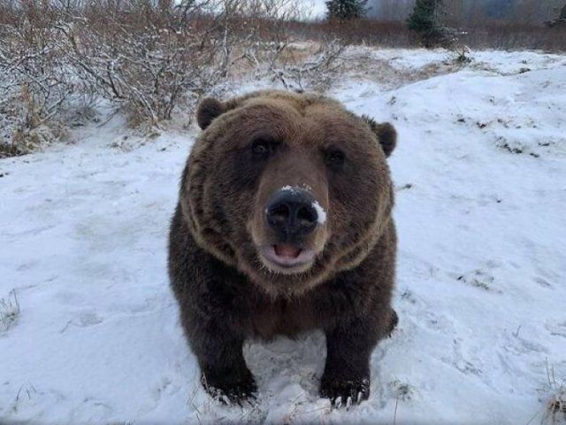 Bears Are Not Always Evil (33 pics)