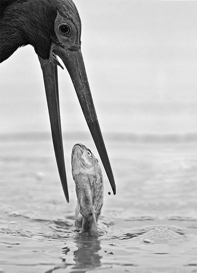 Right Moment (20 pics)
