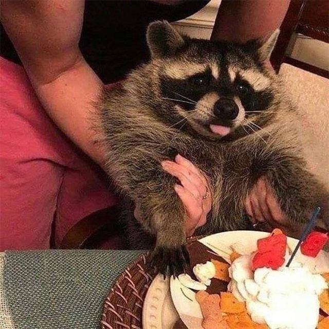 Cool And Cute Racoons (31 pics)