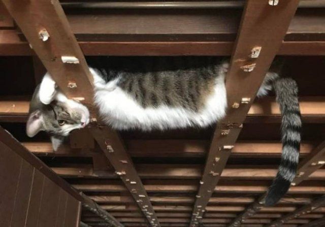 People Share Their Cute And Funny Cats (16 pics)
