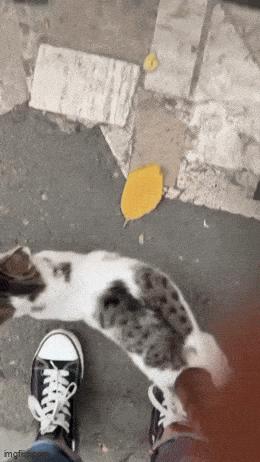 Acid GIFs, May 1 (25 gifs)