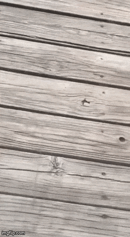 Acid GIFs, May 1 (25 gifs)