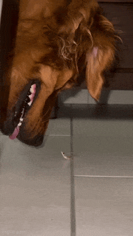 Acid GIFs, May 1 (25 gifs)