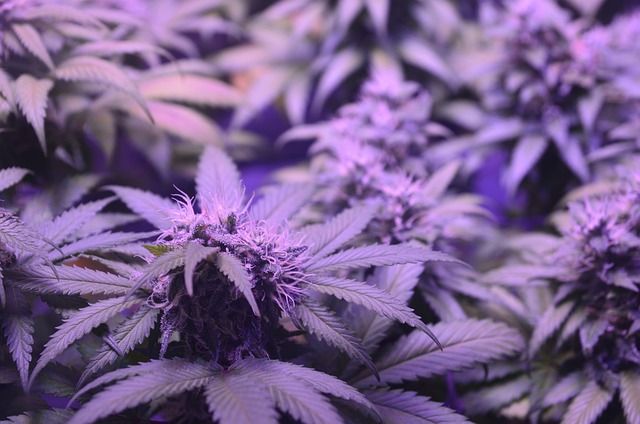 Growth Fundamentals: How to Assess and Select the Best Cannabis Seed Banks for Your Garden