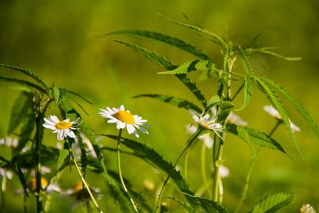 High Times: A Light-Hearted Look at the Most Unusual Cannabis Strains Around the World High Times: A Light-Hearted Look at the Most Unusual Cannabis Strains Around the World