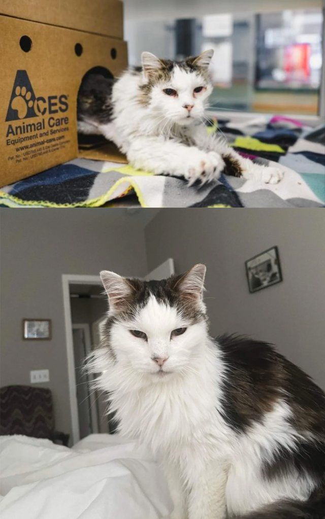 Animals Before And After Adoption (33 pics)