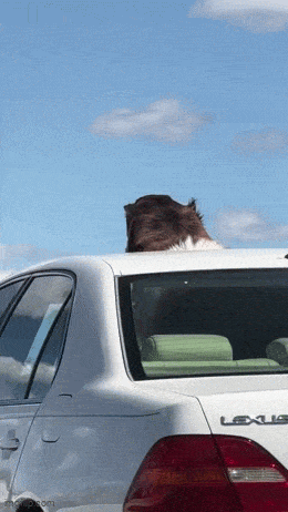 Acid GIFs, May 3 (25 gifs)