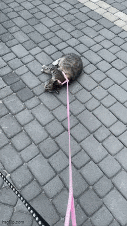 Acid GIFs, May 3 (25 gifs)