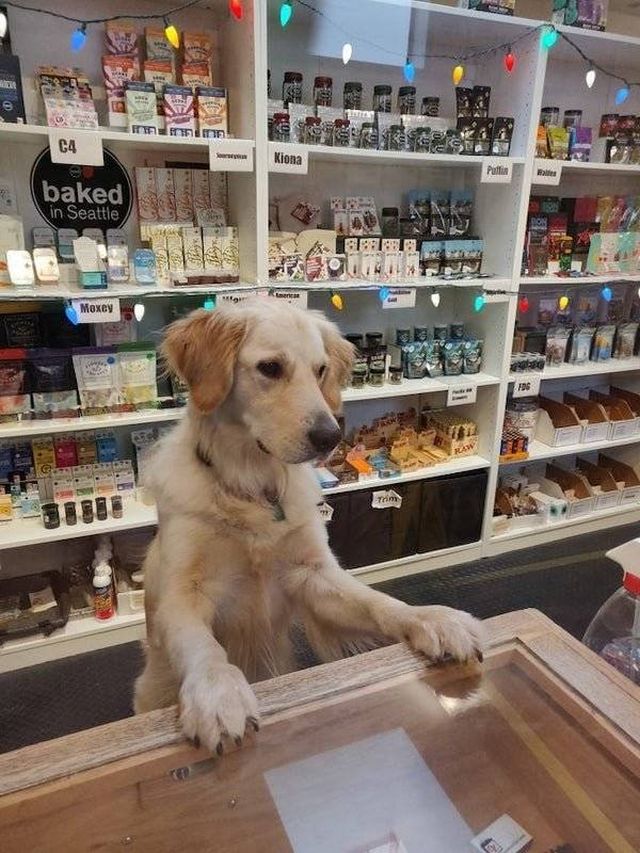 Dogs Have A Job Too (27 pics)