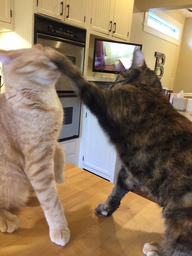 Right Moment (20 pics)