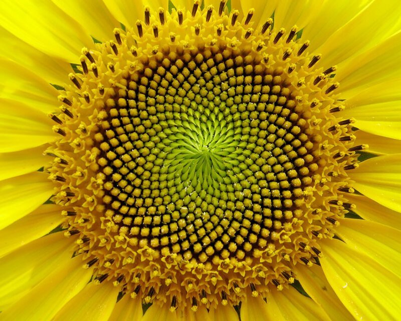 Photos For Perfectionists (20 pics)