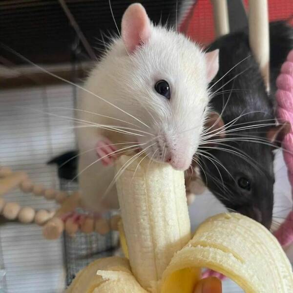 Cute And Funny Rats (20 pics)