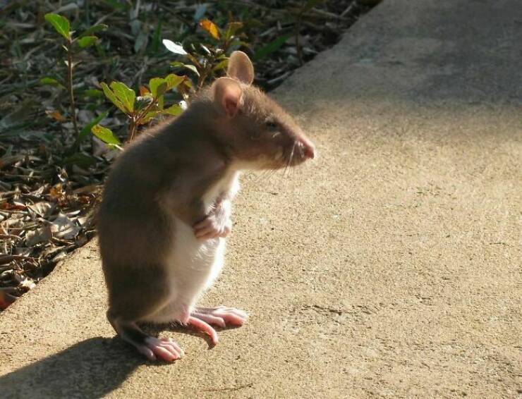 Cute And Funny Rats (20 pics)