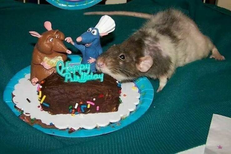 Cute And Funny Rats (20 pics)