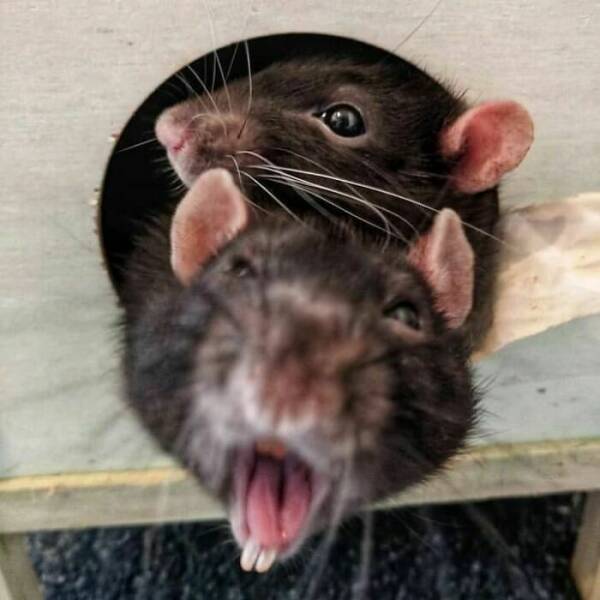 Cute And Funny Rats (20 pics)