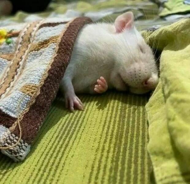 Cute And Funny Rats (20 pics)