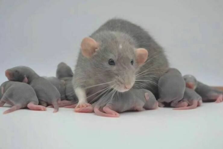 Cute And Funny Rats (20 pics)