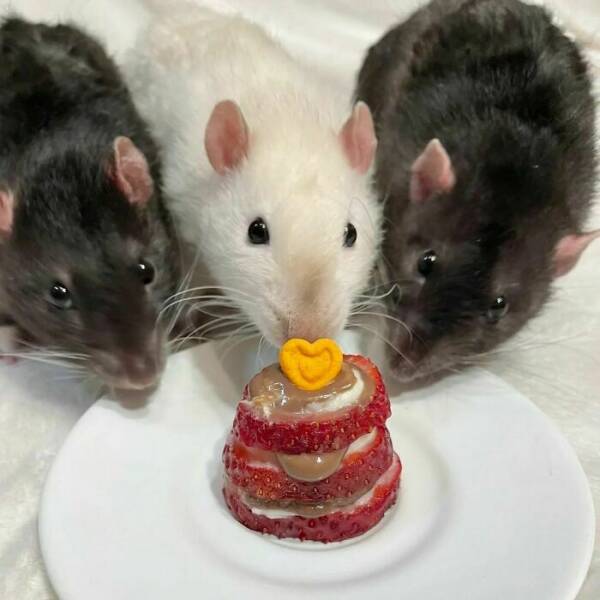 Cute And Funny Rats (20 pics)