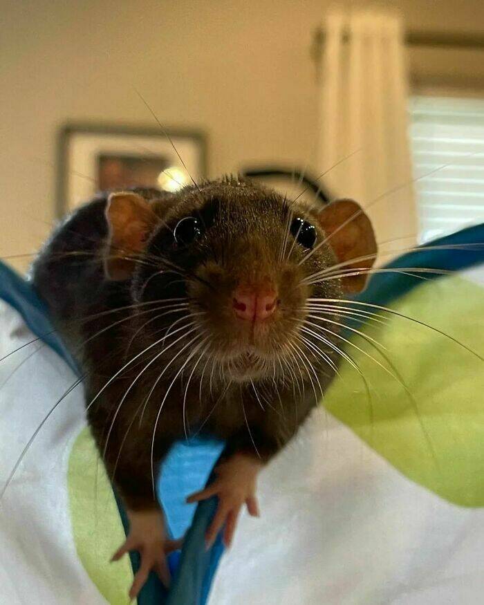 Cute And Funny Rats (20 pics)