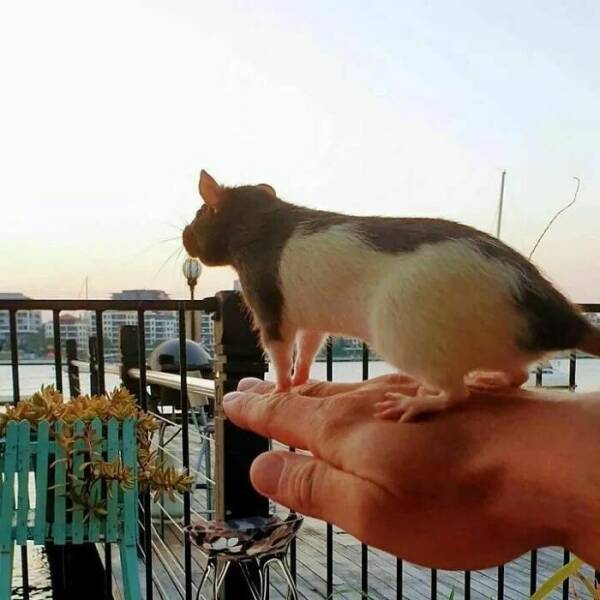 Cute And Funny Rats (20 pics)