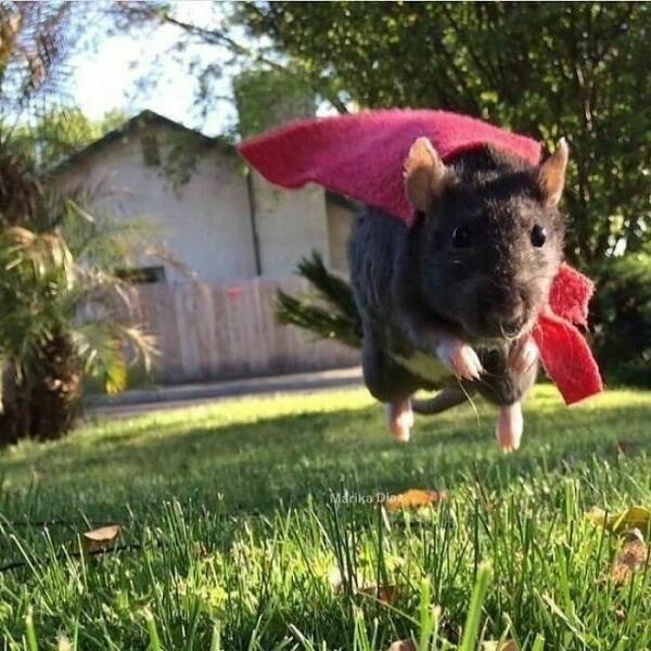 Cute And Funny Rats (20 pics)