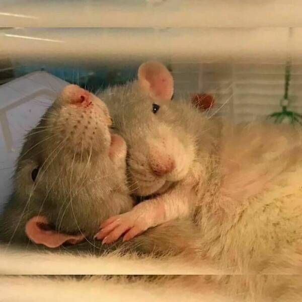 Cute And Funny Rats (20 pics)