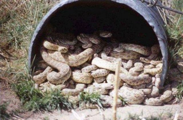 Scary Photos (20 pics)
