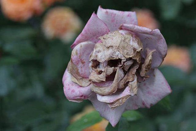 Scary Photos (20 pics)