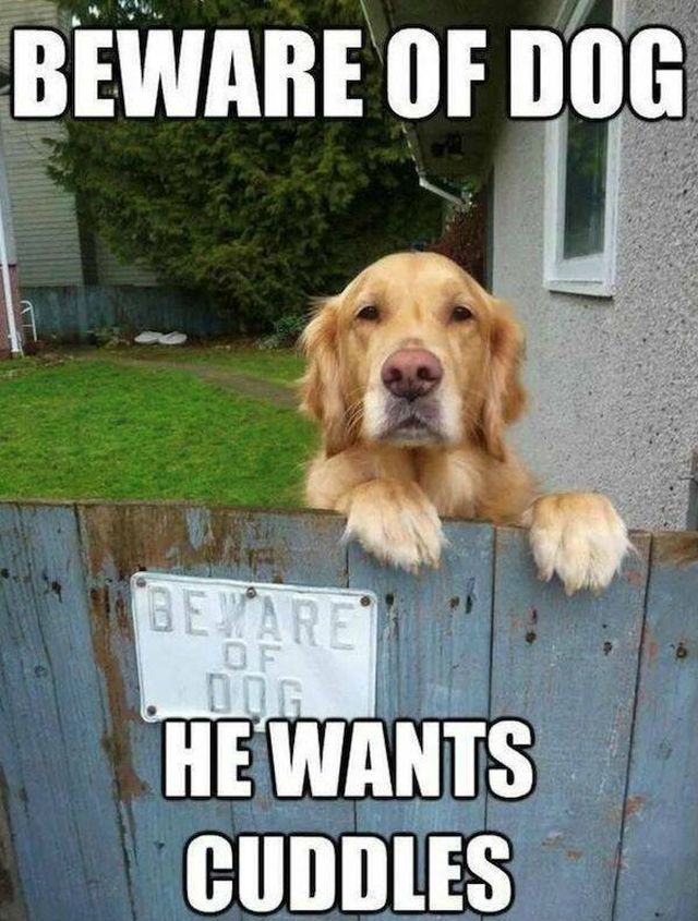 Memes With Dogs (24 pics)