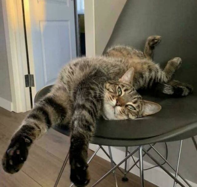 Funny Photos Of Cats (26 pics)