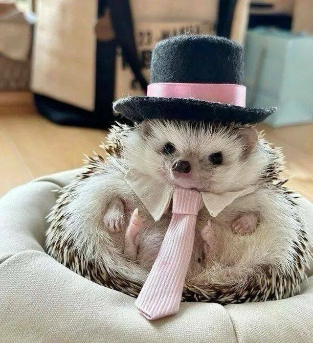 Funny Animals (22 pics)