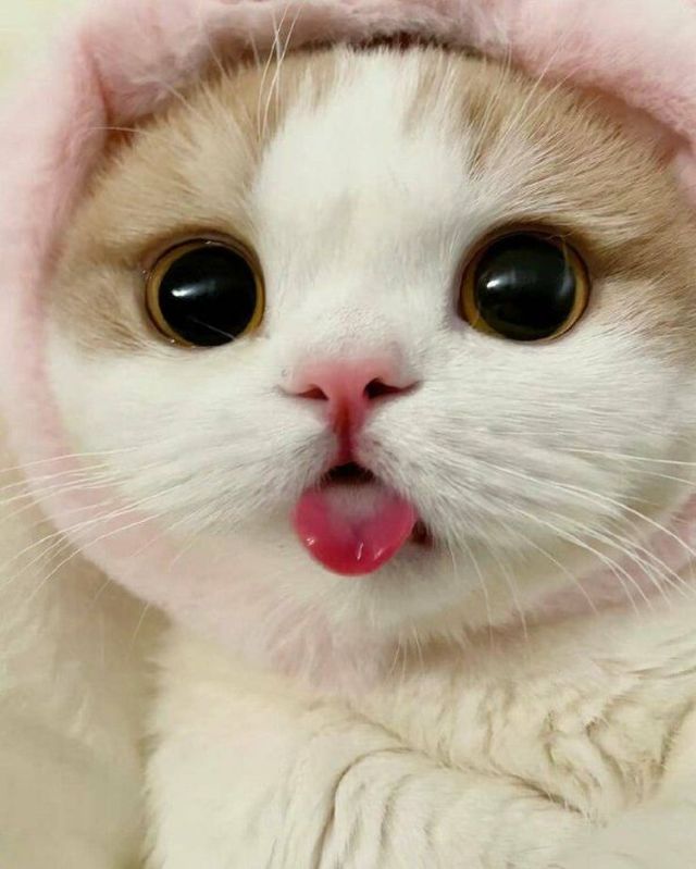 Cute And Funny Cats (24 pics)