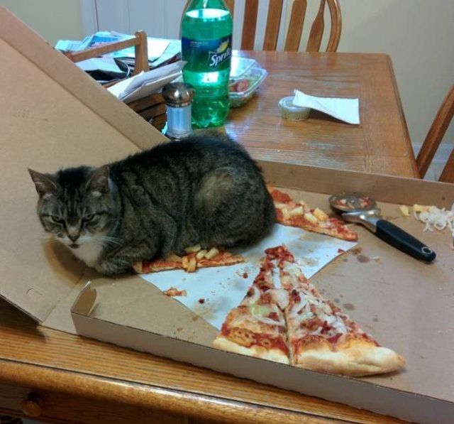 They Don't Care About Rules (20 pics)