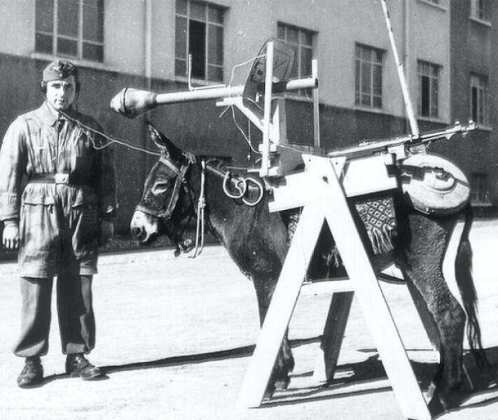 Unusual Weapons (20 pics)