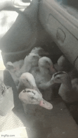 Acid GIFs, May 15 (25 gifs) Acid GIFs, May 15 (25 gifs)