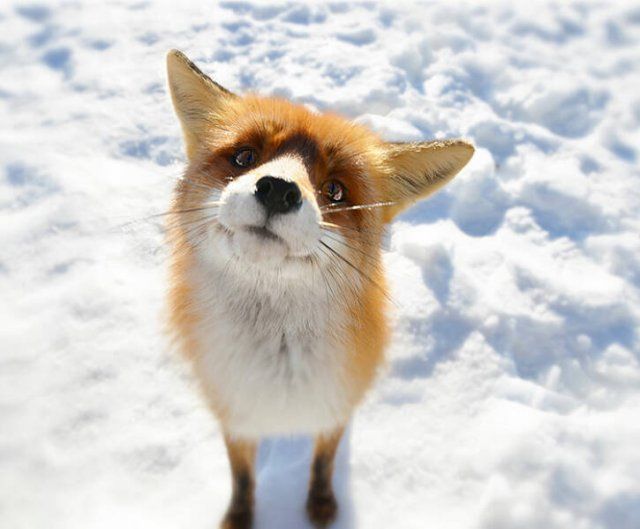 Cute Foxes (20 pics)