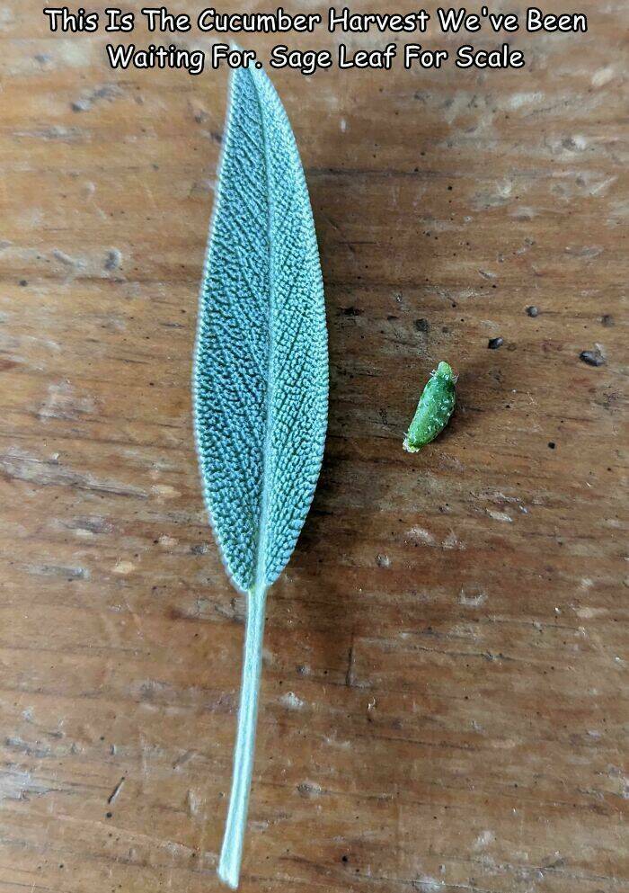Miniature Harvest (20 pics)