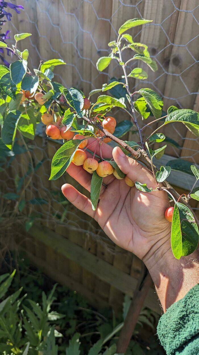 Miniature Harvest (20 pics)