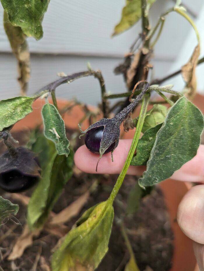 Miniature Harvest (20 pics)